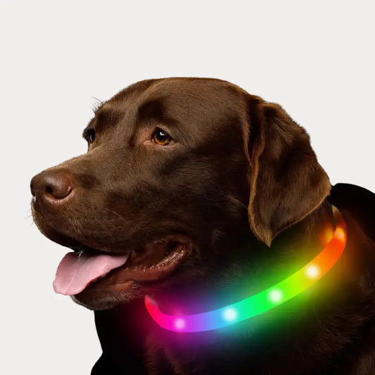 Coleira LED Anti-Perda