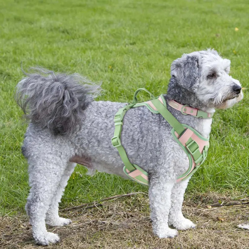 Arnês Antipuxão para Cães